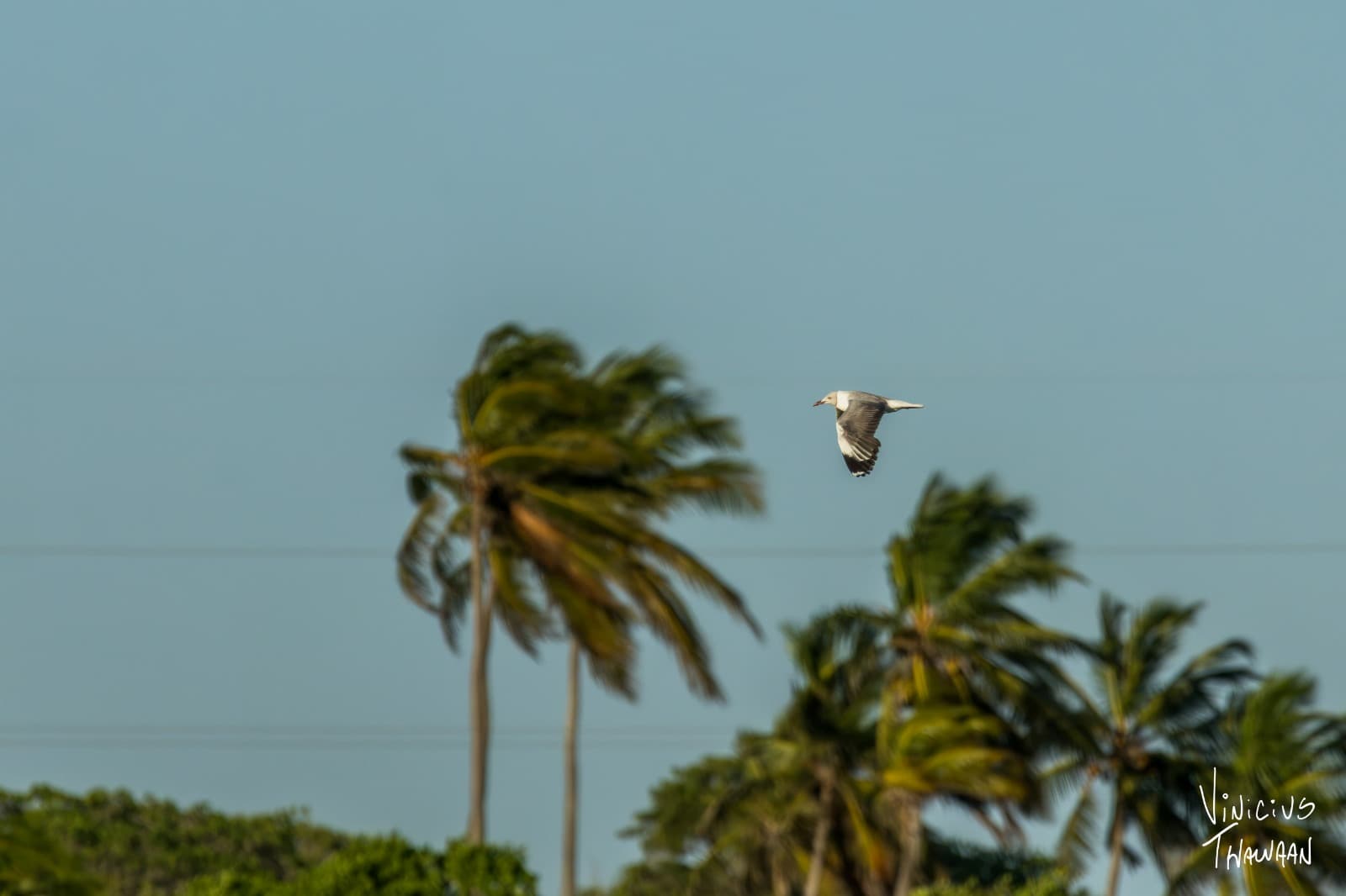 Passeio no Rio Aracatiaçu com Observação de aves — foto 9