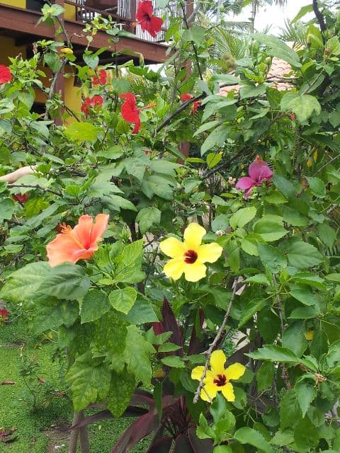 Hibisco — foto 2