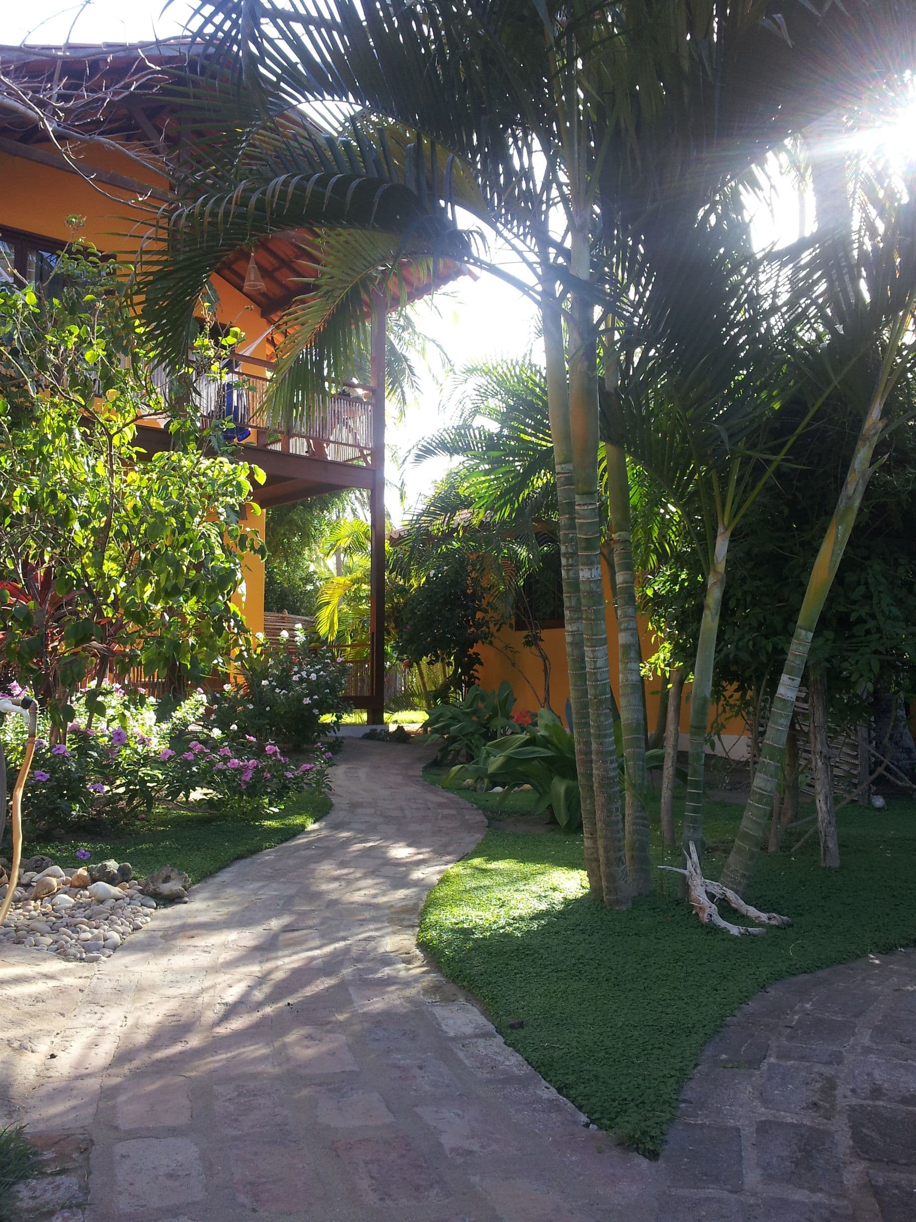Hibisco — foto 1