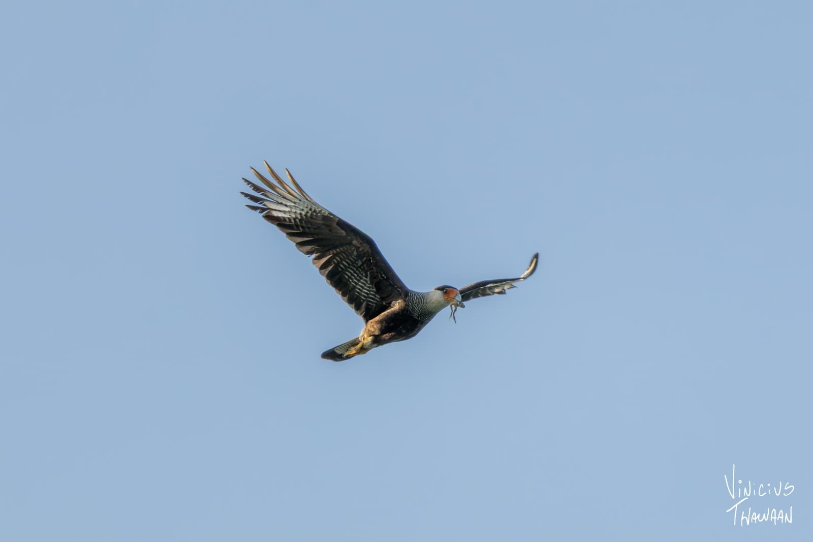 Passeio no Rio Aracatiaçu com Observação de aves — foto 10