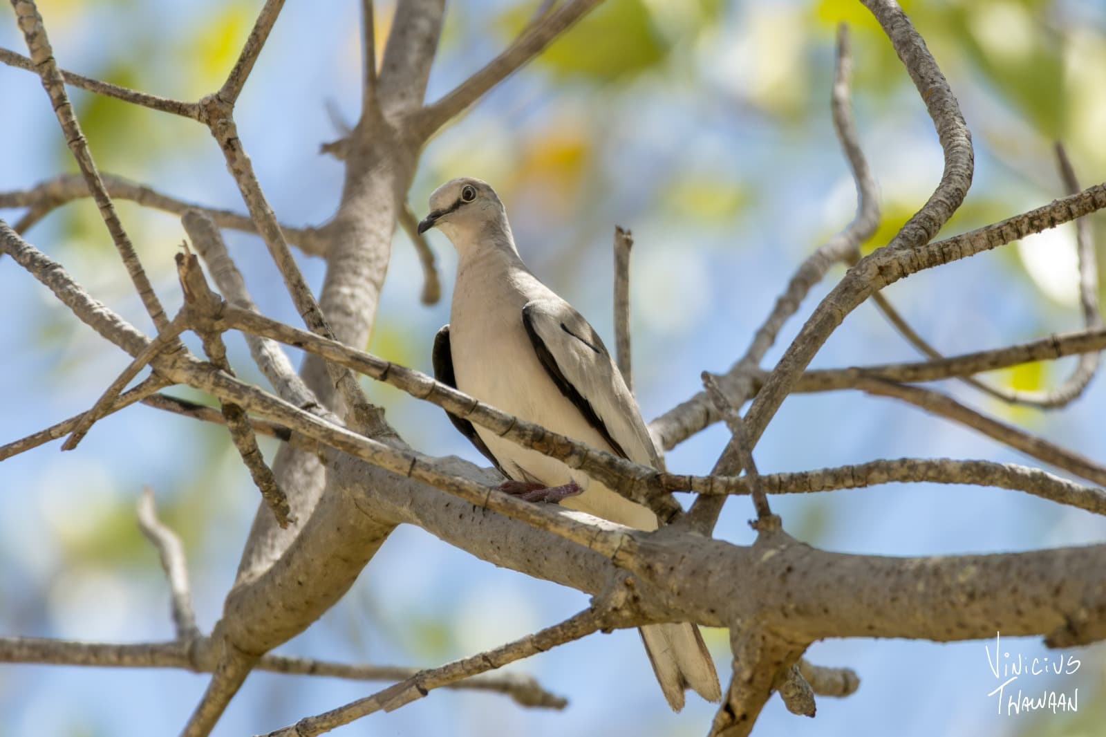 Passeio no Rio Aracatiaçu com Observação de aves — foto 12