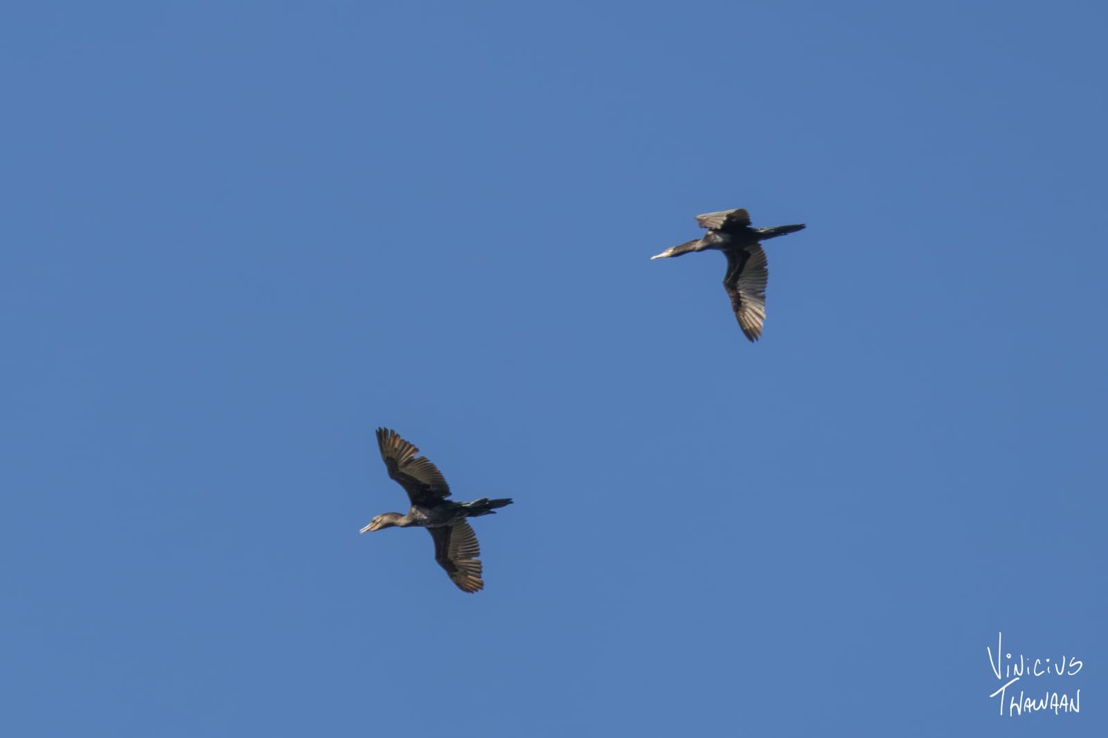 Passeio no Rio Aracatiaçu com Observação de aves — foto 17