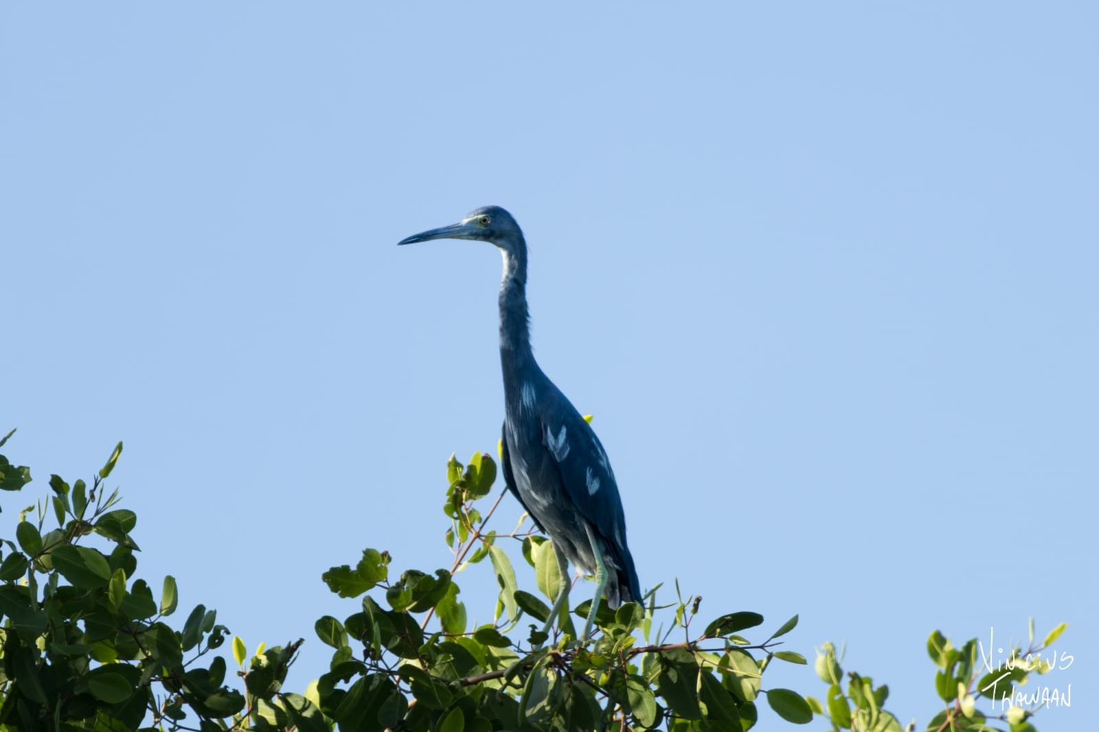 Passeio no Rio Aracatiaçu com Observação de aves — foto 18