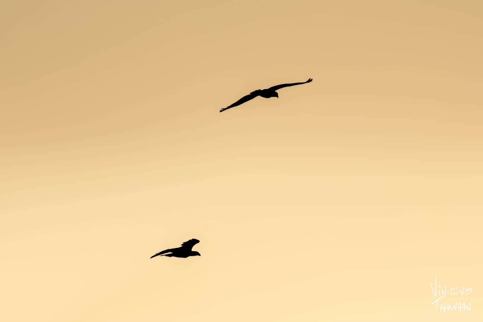 Passeio no Rio Aracatiaçu com Observação de aves — foto 1
