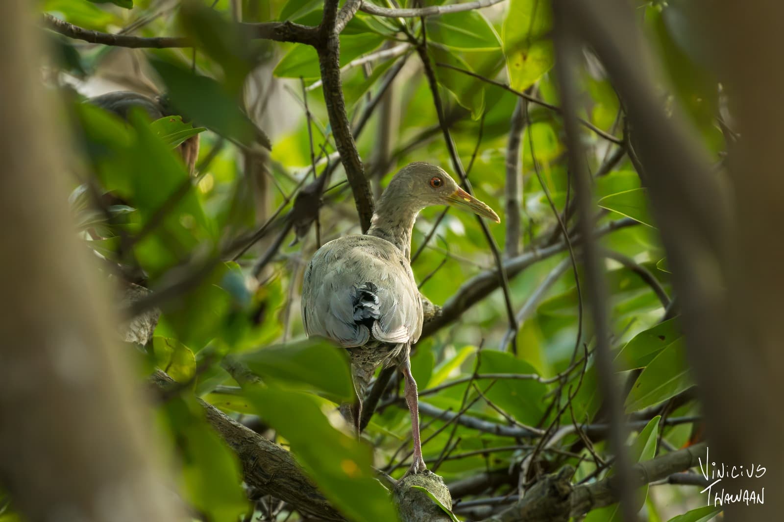 Passeio no Rio Aracatiaçu com Observação de aves — foto 6