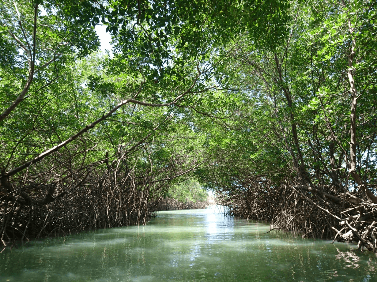 Passeio de Barco no Rio Aracatiaçu